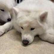 ヒメ日記 2026/04/26 15:32 投稿 ねね 東京リップ 秋葉原店