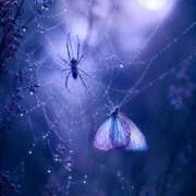 鳴海ユラ Xの続き🦋🕸🕷️ 白夜