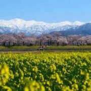 ヒメ日記 2026/04/18 11:24 投稿 はるひ 清楚系美女専門店PLATINUMプラチナム四日市店