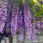 ヒメ日記 2026/04/28 11:15 投稿 まい 大阪ぽっちゃりマニア 十三店