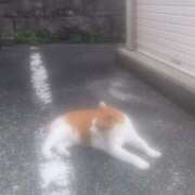 ヒメ日記 2026/07/14 16:41 投稿 めろ スピードエコ難波店