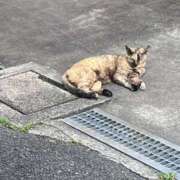ヒメ日記 2026/05/16 12:03 投稿 天沢　ねむ 現役ナースが精液採取に伺います 梅田店