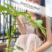 ヒメ日記 2026/07/31 08:39 投稿 白井　あやめ シェルクラブ・ウエスト
