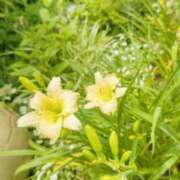 ヒメ日記 2026/06/29 21:17 投稿 えり アート姫