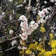 ヒメ日記 2026/04/28 01:03 投稿 音峰むぎ お姉さんCLUB