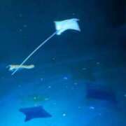 ヒメ日記 2026/06/21 14:10 投稿 青空【せいら】 Club Lumine(中津)