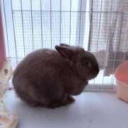 ヒメ日記 2026/04/18 09:34 投稿 花柳（はなやぎ） 丸妻 錦糸町店