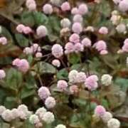 ヒメ日記 2026/05/08 16:18 投稿 松雪雫 五十路マダム静岡店（カサブランカG）