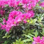 ヒメ日記 2026/05/24 12:12 投稿 清野 潤 こあくまな熟女たち 西川口店(KOAKUMAグループ)