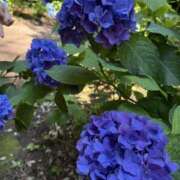 矢内りな 出勤情報 五十路マダム宇都宮店(カサブランカグループ)