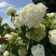 矢内りな フェアリー6貴方へのお礼 五十路マダム宇都宮店(カサブランカグループ)