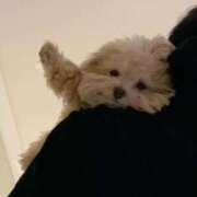 しおん 🍒シフトについて 東京デザインリング錦糸町店