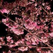 ヒメ日記 2026/04/25 21:48 投稿 りせ 西船人妻花壇