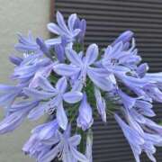 ヒメ日記 2026/07/01 17:45 投稿 りせ 西船人妻花壇