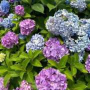 ヒメ日記 2026/07/07 13:25 投稿 りせ 西船人妻花壇