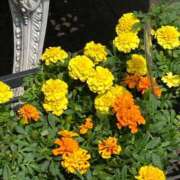 ヒメ日記 2026/08/09 12:59 投稿 りせ 西船人妻花壇