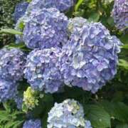 ヒメ日記 2026/06/13 14:56 投稿 綾瀬つぐみ 五十路マダムエクスプレス船橋店(カサブランカグループ)