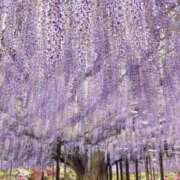 ヒメ日記 2026/04/26 17:03 投稿 みなと 人妻熟女の秘密の関係太田足利店