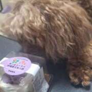 ヒメ日記 2026/04/22 02:42 投稿 川合（かわい） 素人人妻オフィス旭店