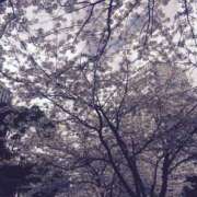ヒメ日記 2026/04/19 23:04 投稿 つきの 錦糸町人妻セレブリティ（ユメオト）