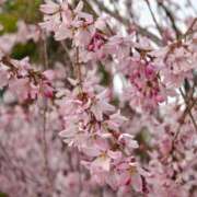 ヒメ日記 2026/04/26 12:52 投稿 アスナ ピンクコレクション尼崎店