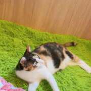 ヒメ日記 2026/09/09 20:50 投稿 あゆみ ぷるるん小町 京橋店