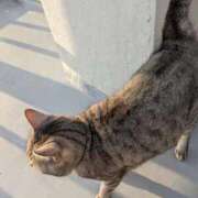 ことは 退勤しました。 宮崎ちゃんこ都城店