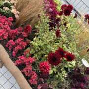 ヒメ日記 2026/06/20 15:31 投稿 はな アレグリア
