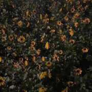 青山ゆう ♡ ウルトラロイヤル