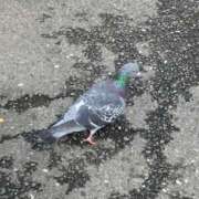 ヒメ日記 2026/04/24 08:51 投稿 里見 人妻風俗チャンネル