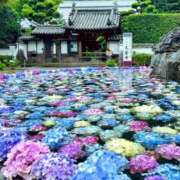 ヒメ日記 2026/06/24 12:20 投稿 里見 人妻風俗チャンネル