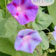 ヒメ日記 2026/08/09 21:00 投稿 田村　いちか 30・40・50代☆人妻熟女コレクション