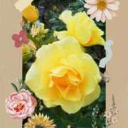 ヒメ日記 2026/05/30 06:32 投稿 花澄（かすみ） 熟女の風俗最終章 名古屋店
