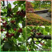 ヒメ日記 2026/06/07 08:42 投稿 花澄（かすみ） 熟女の風俗最終章 名古屋店