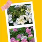 ヒメ日記 2026/06/09 07:52 投稿 花澄（かすみ） 熟女の風俗最終章 名古屋店