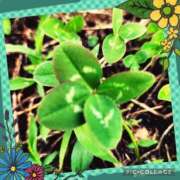 ヒメ日記 2026/06/12 07:32 投稿 花澄（かすみ） 熟女の風俗最終章 名古屋店