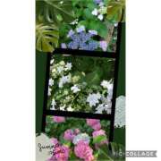 ヒメ日記 2026/06/17 07:02 投稿 花澄（かすみ） 熟女の風俗最終章 名古屋店