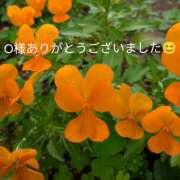 ヒメ日記 2026/05/15 20:58 投稿 神田ちさと 五十路マダム　和歌山店