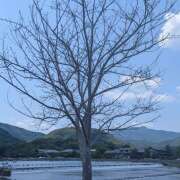 ヒメ日記 2026/05/17 22:48 投稿 神田ちさと 五十路マダム　和歌山店