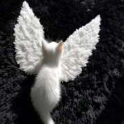 れん ᴛʜᴀɴᴋ ʏᴏᴜ ‪☽‪‪❤︎‬ アイドルドリーム