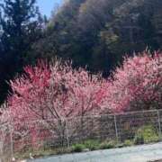 ヒメ日記 2026/04/26 08:46 投稿 さとみ(沼津発) 30分3900円！サンキュー静岡店（サンキューグループ）