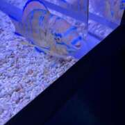 ヒメ日記 2026/04/24 06:05 投稿 石野紗良 プレジデントハウス