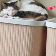 ヒメ日記 2026/04/21 14:28 投稿 とわさん いけない奥さん 十三店