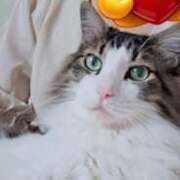 ヒメ日記 2026/04/24 01:18 投稿 とわさん いけない奥さん 十三店