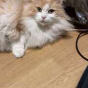 ヒメ日記 2026/04/24 16:31 投稿 れい 池袋で熟女の風俗 マダムいやーん