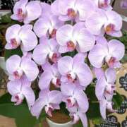 ヒメ日記 2025/02/28 17:18 投稿 高瀬 人妻楼 熊谷店