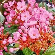 ヒメ日記 2025/03/13 19:28 投稿 高瀬 人妻楼 熊谷店