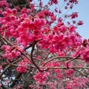 ヒメ日記 2025/03/28 19:41 投稿 高瀬 人妻楼 熊谷店