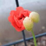 ヒメ日記 2025/04/07 10:07 投稿 高瀬 人妻楼 熊谷店