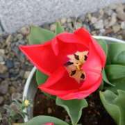 ヒメ日記 2025/04/10 16:24 投稿 高瀬 人妻楼 熊谷店